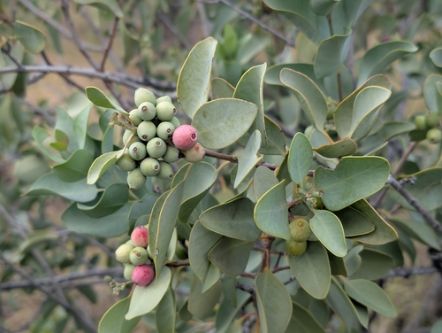 Santalum ellipticum observed 2026-01-07
