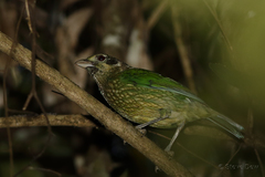 Ailuroedus maculosus