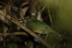 Ailuroedus maculosus