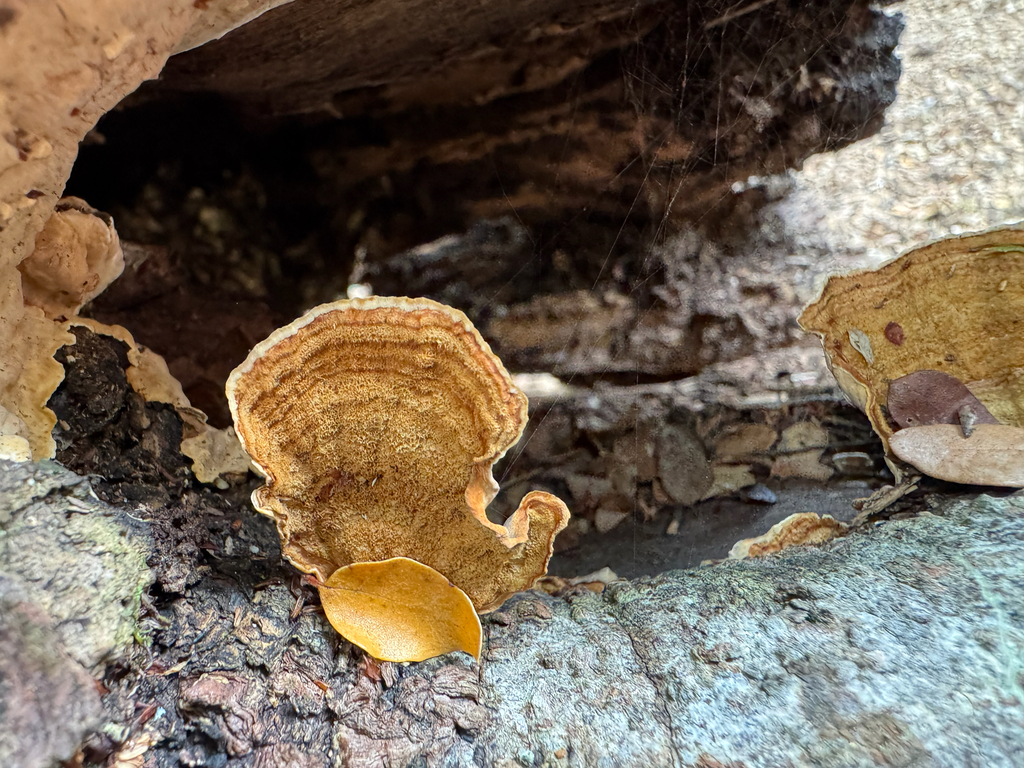 Stereum ostrea · January 2026 · photo: © davidthompson5 (iNaturalist, cc-by)