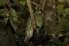 Ailuroedus maculosus