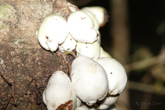 Syzygium cormiflorum