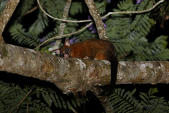 Trichosurus johnstonii