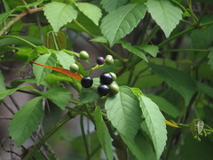 Causonis japonica