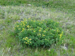 Astragalus mongholicus