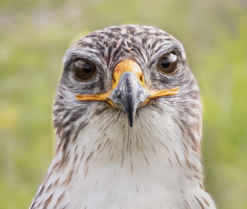 Ferruginous Hawk (Buteo regalis), a species recorded in Oregon