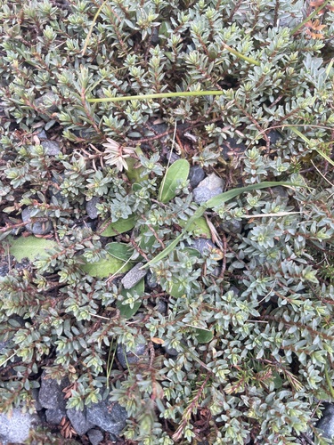 Pimelea prostrata observed 2026-01-08