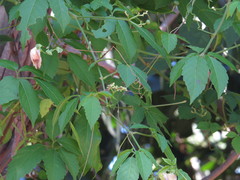 Causonis japonica