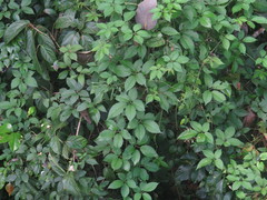Causonis japonica