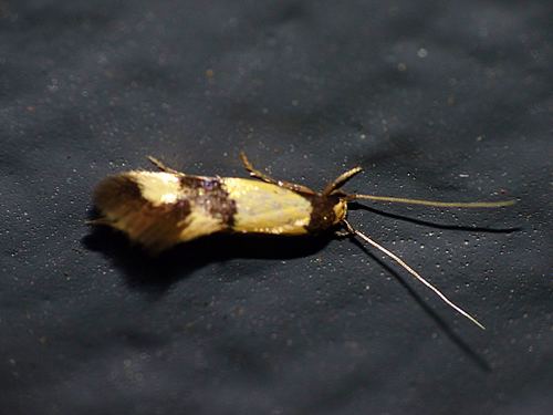 Opogona comptella