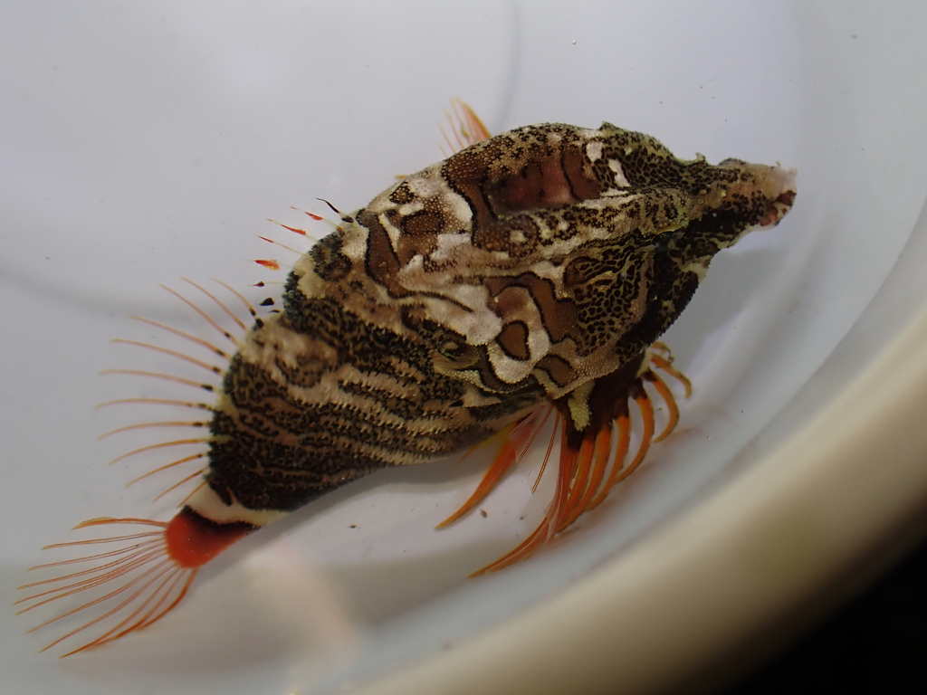 Snuit-grommerdonderpad (Rhamphocottus richardsonii) — Rhamphocottidae