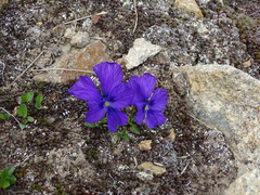 Viola altaica