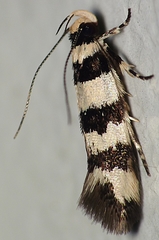 Macrobathra platychroa