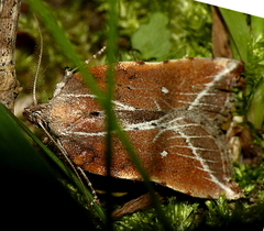 Arachnographa micrastrella