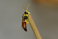 Hylaeus elegans