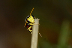Hylaeus elegans