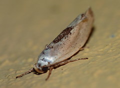 Tymbophora peltastis