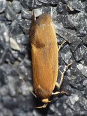 Delexocha ochrocausta