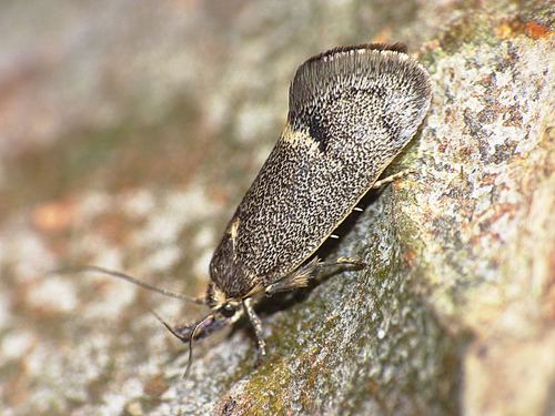 Leistomorpha brontoscopa Meyrick, 1884