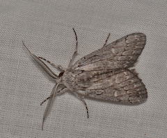 Cerura melanoglypta