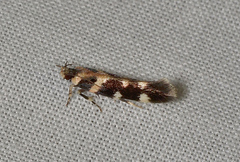 Macrobathra bigerella