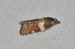 Dichelia cosmopis