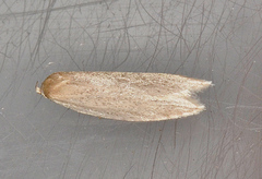 Scieropepla typhicola