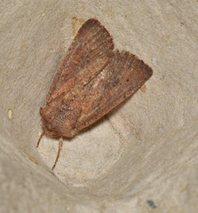 Dasygaster padockina