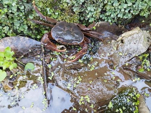 Longpotamon acutum