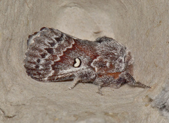 Porela albifinis