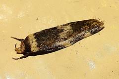 Sphyrelata nefanda