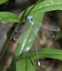 Lestes elatus