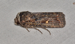 Proteuxoa microspila