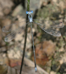 Lestes elatus