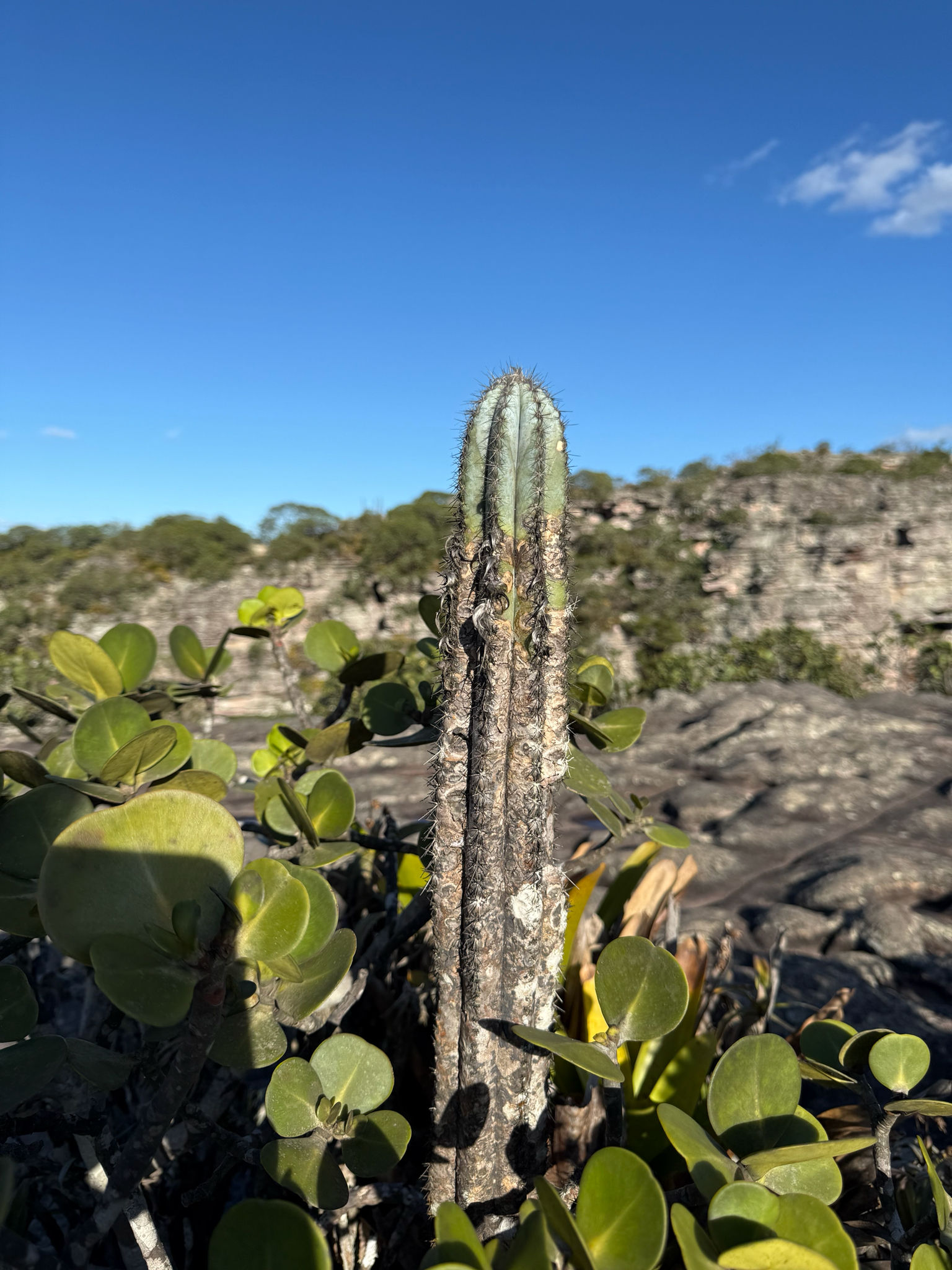 Blue torch cactus