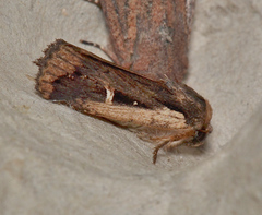 Proteuxoa tortisigna