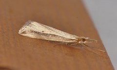 Hednota acontophora
