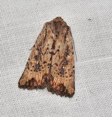 Dasygaster ligniplena