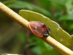 Cyrtonota banghaasi