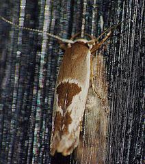 Stathmopoda megathyma