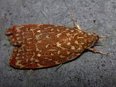 Syringoseca rhodoxantha