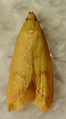Aeolothapsa malacella