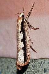 Leptocroca sanguinolenta