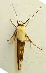 Stathmopodinae
