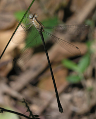 Lestes elatus