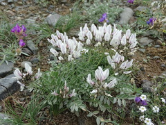Astragalus dilutus