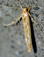 Stathmopodinae