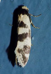 Lepidoscia characota