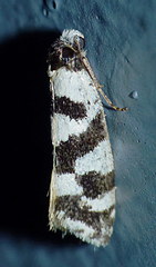 Lepidoscia characota