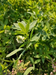 Trifolium alexandrinum